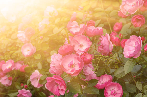 istock Red roses garden 1277523592