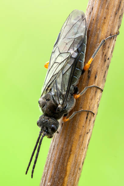 istock close up of a saw fly resting on a branch 1277524863