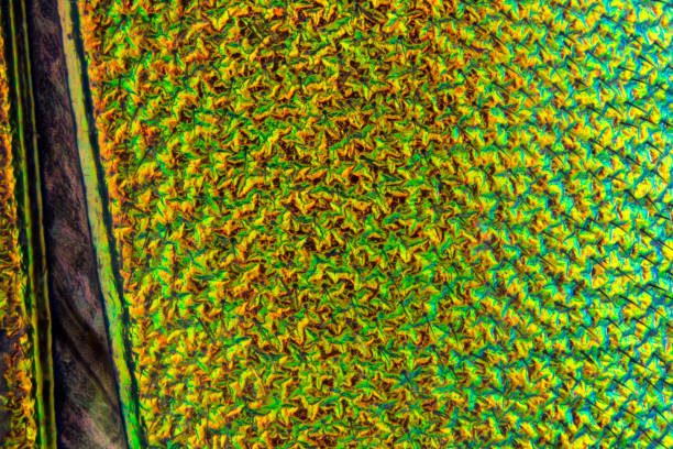 elytron surface texture of a spanish fly beetle. metallic green and red and blue colors