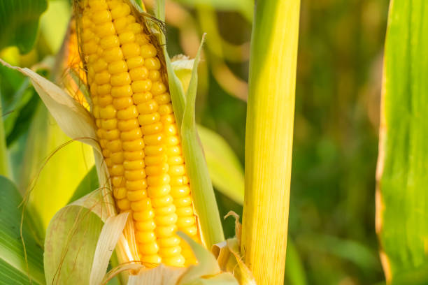 istock Open ear of ripe corn close-up. Corn field. 1277525676