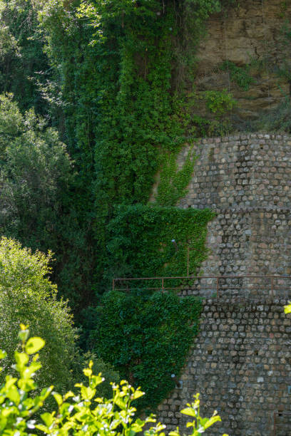 istock plant tangled in a stone wall 1277526356