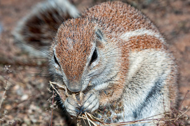 istock A cape ground squirrel in the arid Kgalagadi 1277526417