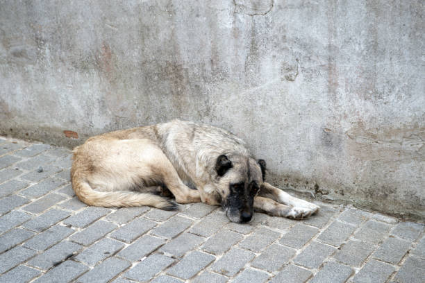 perro callejero - grave nature usa city life fotografías e imágenes de stock