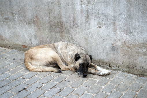 homeless Stray dog