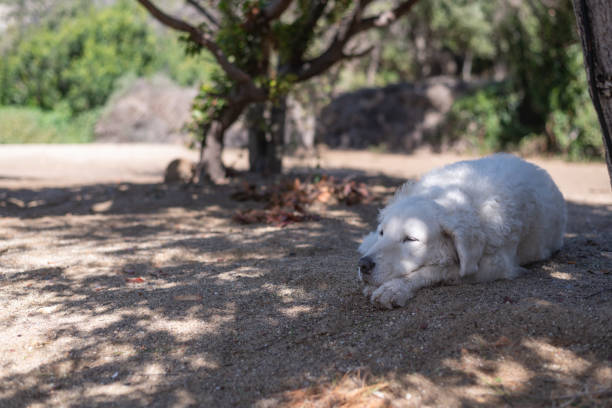 The homeless dog rests and lies on the sand on the beach during the summer holidays.\
