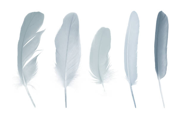 istock Beautiful collection gray , baby blue feather isolated on white background 1277527634