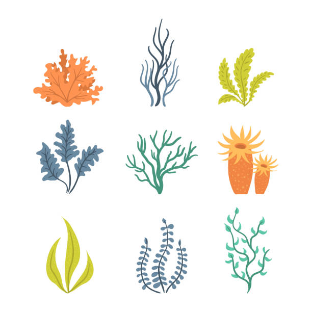 illustrations, cliparts, dessins animés et icônes de collection d’algues. - bush isolated plant white background