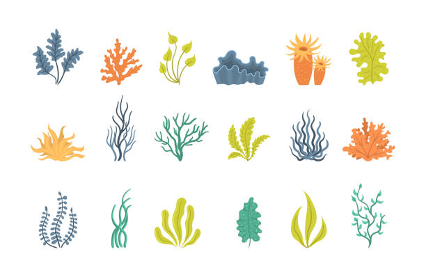 illustrazioni stock, clip art, cartoni animati e icone di tendenza di collezione di alghe. - seaweed sea pattern green