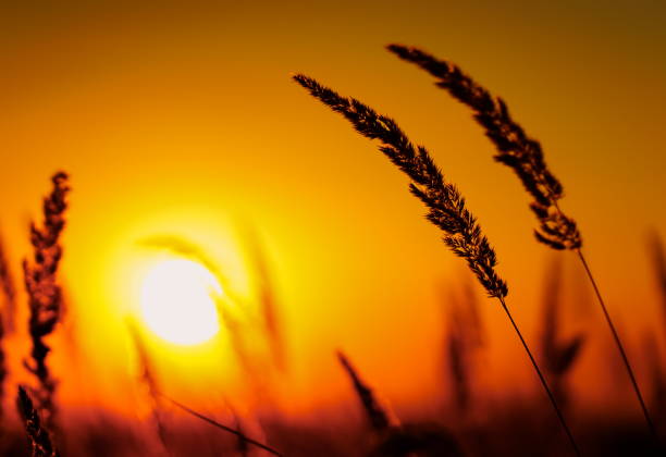 istock Grass Flowers in Autumn 1277529415
