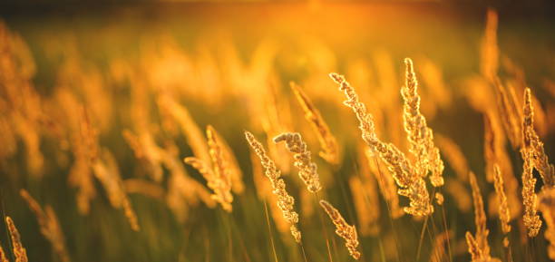 Grass flowers on sunset.