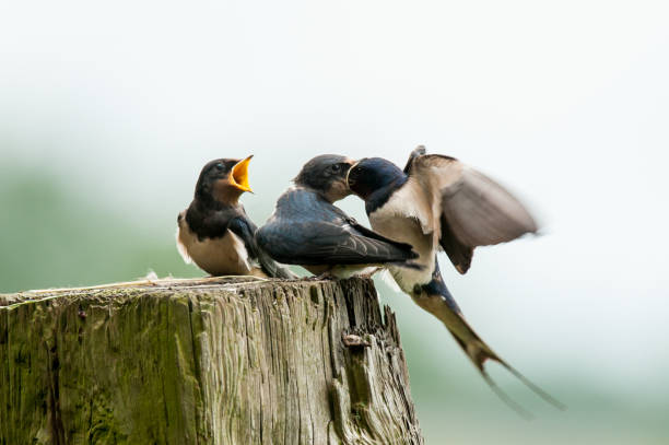 Barn Swallow (Hirundo rustica) collecting building material for nest. Swallow taking mud for nest building. Wildlife scene of Nature in Europe.