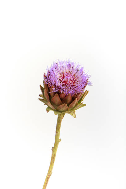 Single artichoke flower on white background, greeting card concept, selective focus