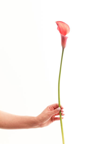 istock Female hand holds single red lily calla flower on white backdrop, greeting card concept, selective focus 1277530546