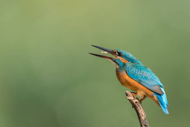 istock Kingfisher with fish in hes peak 1277530739