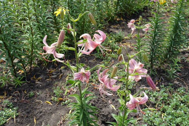 istock Pink down facing flowers of true lilies in June 1277531142