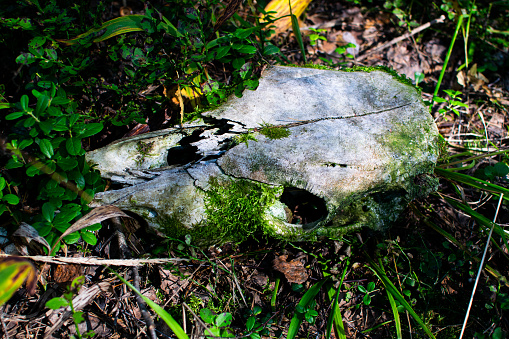 Animal skull in the green grass in the forest. Elk skull covered with soft green moss.