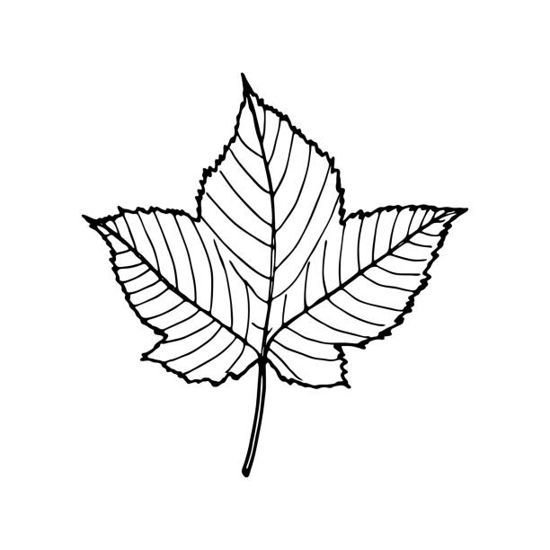 68 Maple Leaf Tattoo Designs Illustrations & Clip Art - iStock