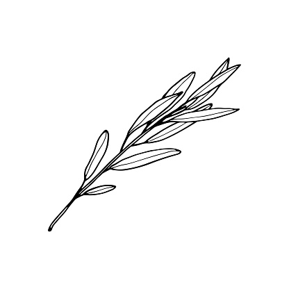 Vector contour willow branch. Hand-drawn outline sketch illustration on white background isolated. Ornamental leaves. Vintage decorative elements for floral botanical design. Line plant silhouette