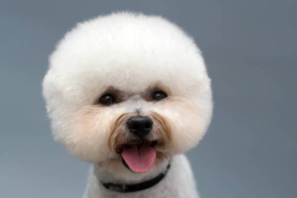 istock Bishon frieze 1277533832