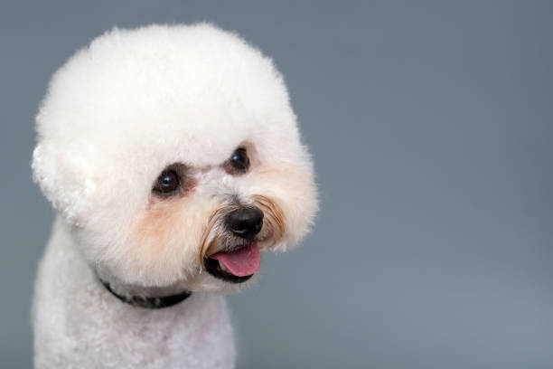 istock Bishon frieze 1277533899