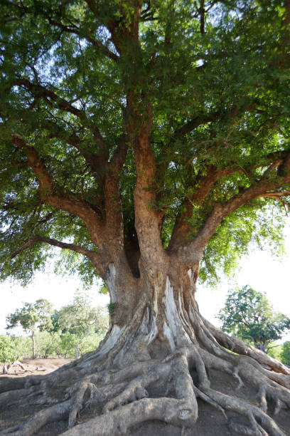istock Northern Tuli Region, Botswana 1277534785