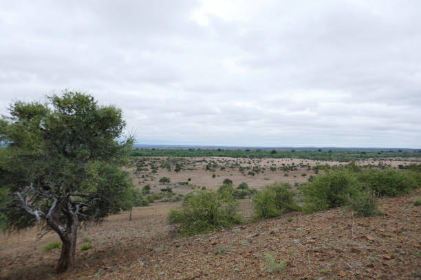 istock Northern Tuli Region, Botswana 1277535010