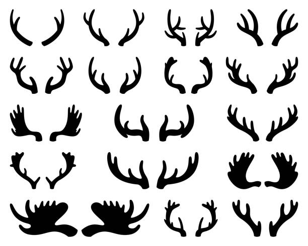 Silhouette of deer and elk antlers. Horns. Vector illustration on white isolated background Silhouette of deer and elk antlers. Horns. Vector illustration on white isolated background. antler stock illustrations