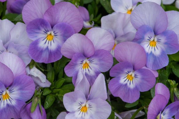 istock Pansy flower close-up 1277536806