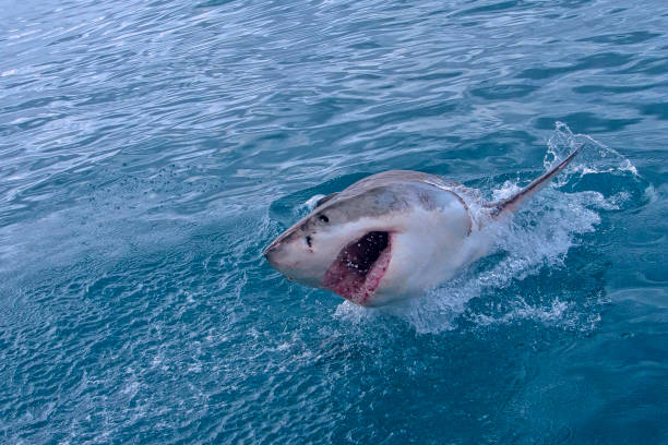 istock Great White Shark, Gansbaai, South Africa 1277537604