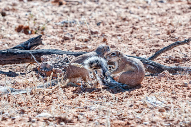 istock Two cape ground squirrels in the arid Kgalagadi 1277537764