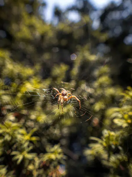 Photo of a web and spider sitting in the middle, taken with 50mm lens with macro filter attached