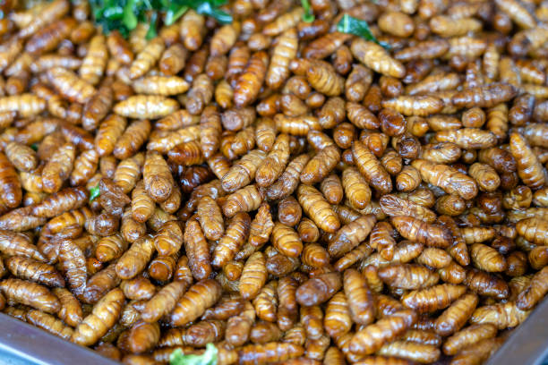 Fried silk worms delicious in street food in Thailand. Close up Fried silk worms delicious in street food in Thailand. They are deep fried until reaching a complete state of crispness, heavily salted, and eaten as a protein enriched snack. fried insects for snack thai food at market stock pictures, royalty-free photos & images