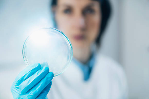 istock Food Quality Assessment in Microbiology Laboratory 1277538547