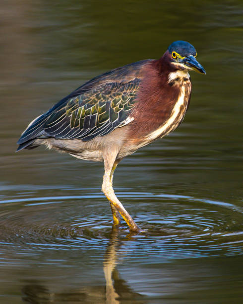 istock Green Heron bird looking for a meal 1277539769