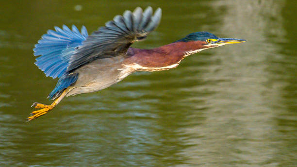 istock Green Heron bird looking for a meal 1277539776