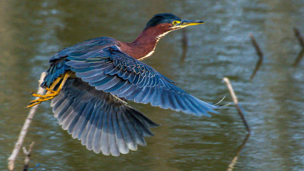 istock Green Heron bird looking for a meal 1277539802
