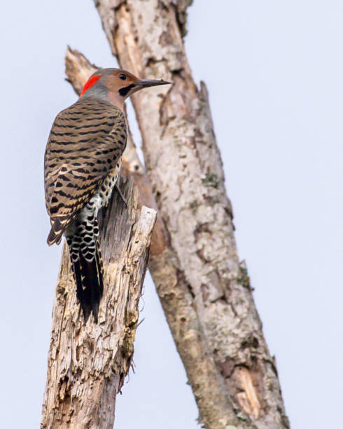 istock Flicker woodpecker on a branch 1277540290
