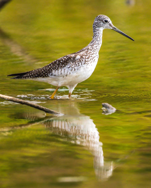 istock Lesser Yellow legs wading bird at Huntley Meadows Park 1277541313