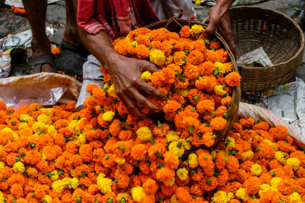 Kolkata in West Bengal, India. Kolkata, India - September 2020: Flower vendor at the Mullik Ghat flower market on September 26, 2020 in Kolkata, West Bengala, India. flower market stock pictures, royalty-free photos & images
