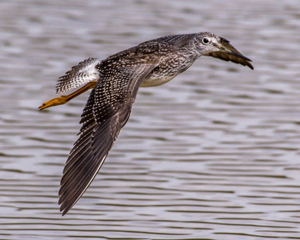 istock Lesser Yellow legs wading bird at Huntley Meadows Park 1277541331