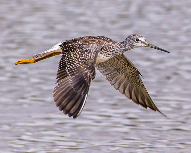 istock Lesser Yellow legs wading bird at Huntley Meadows Park 1277541422