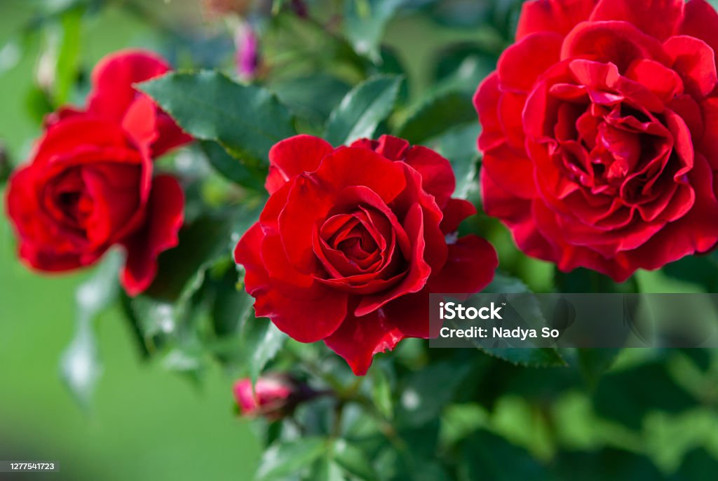 Lady Ryder of Warsaw rich crimson red roses - modern british shrub by Harkness Rose - Flower Stock Photo