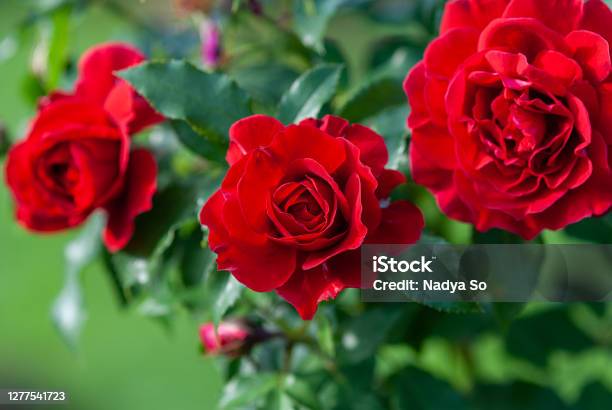 Lady Ryder Of Warsaw Rich Crimson Red Roses Modern British Shrub By Harkness Stock Photo - Download Image Now