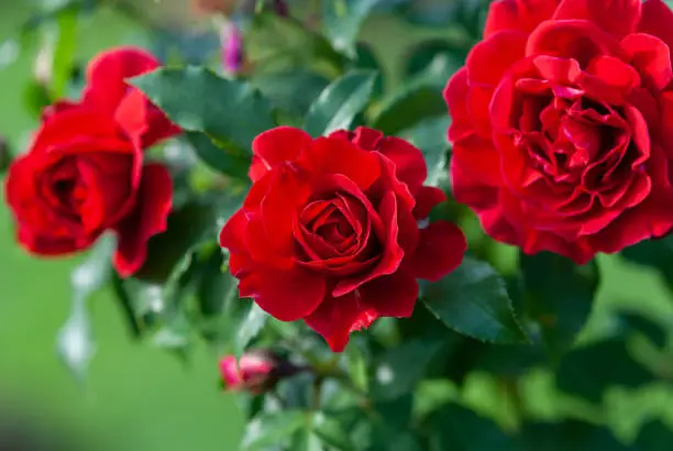 Photo of Lady Ryder of Warsaw rich crimson red roses - modern british shrub by Harkness