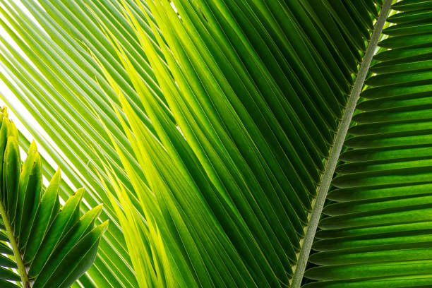 istock coconut palm leaf, green nature background 1277543629