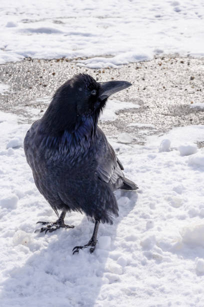 istock A black raven crow bird on a snowy road 1277543661
