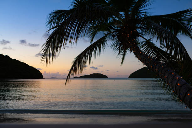 palma con luci di natale su una spiaggia tropicale - christmas palm tree island christmas lights foto e immagini stock