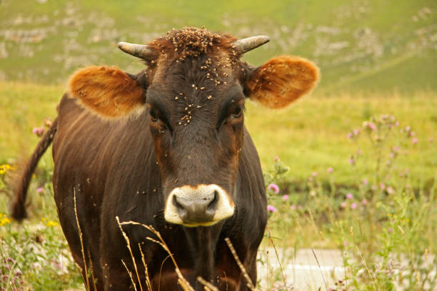 istock Lonely cow grazing on ths summer alpine meadow 1277545394