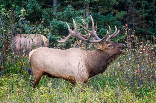 istock Elk Wapiti Cervus canadensis, Jasper Alberta Kanada travel destination 1277545419