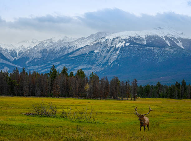 istock Elk Wapiti Cervus canadensis, Jasper Alberta Kanada travel destination 1277545504